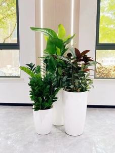 宁波北仑盆景出租价格